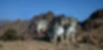 SnowLeopardTrust_Mongolia-5_edited.jpg