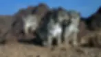 SnowLeopardTrust_Mongolia-5.webp