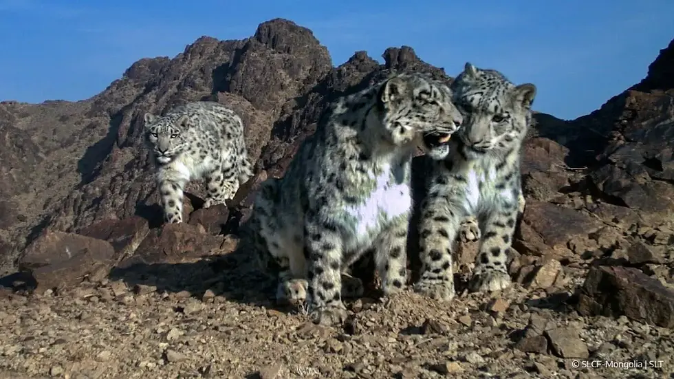SnowLeopardTrust_Mongolia-5.webp