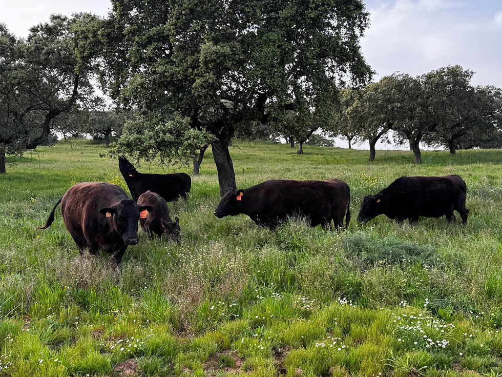 Gado wagyu pastando sob sobreiros e azinheiras no verdejante campo do Alentejo.