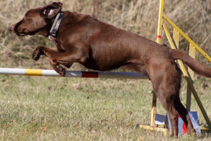 An Introduction To Dog Sports: Agility