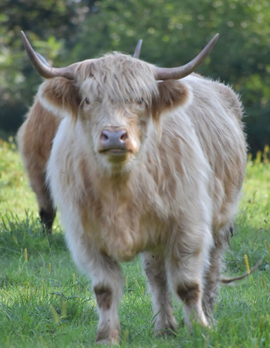 Maddie is a gorgeous, thick traditional white wild type highland at Singing Waters Ranch