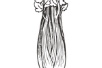 Celery