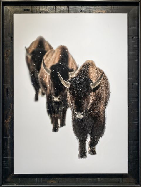 Trilogy, Jace Romick, Bison, Buffalo