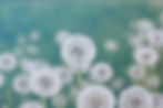 nature-flower-blur-summer-green-meadow-dandelion-spring-effect-background_t20_YNApnE.jpg