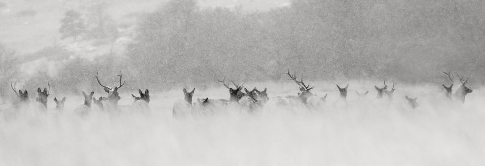 Winter Elk, Jace Romick