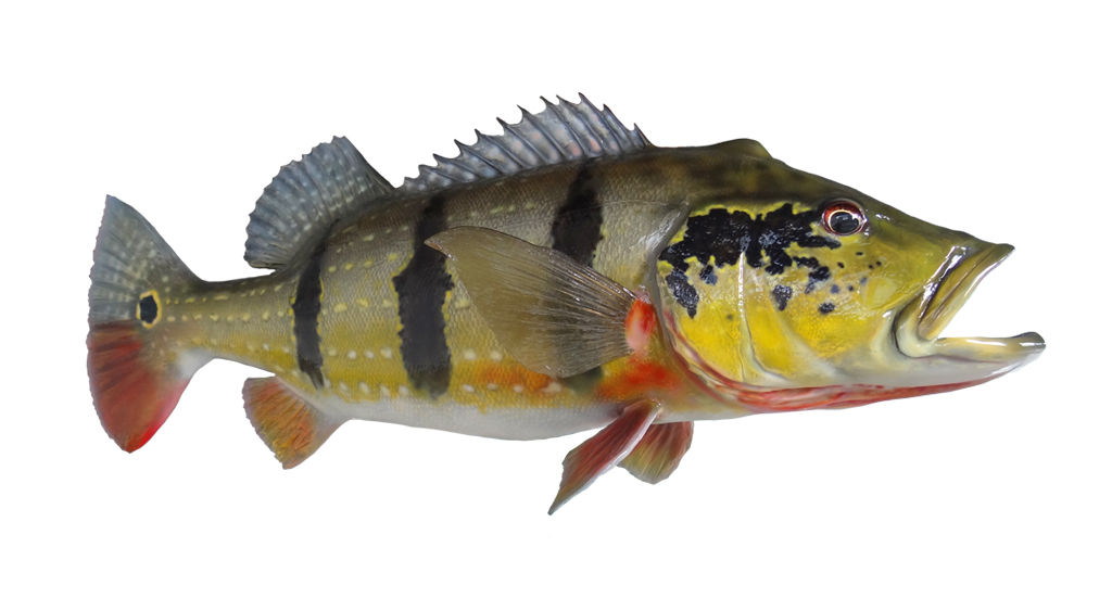 PAVÓN COMÚN GIGANTE 2