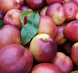 Nectarines (Fantasia).jpg
