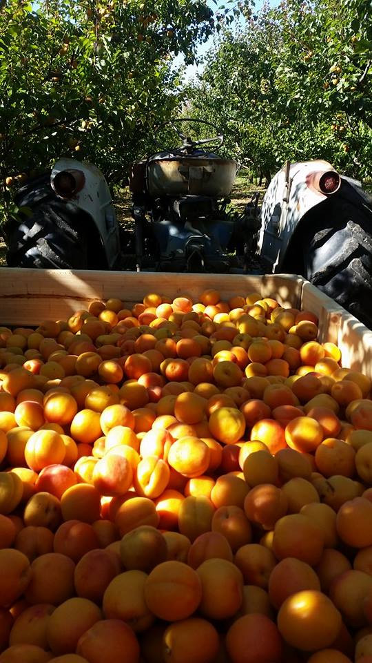 Buy Fresh Apricots Online Roxburgh Coal Creek Gardens