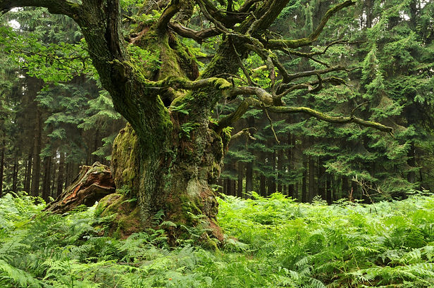 AdobeStock_34265392.jpeg