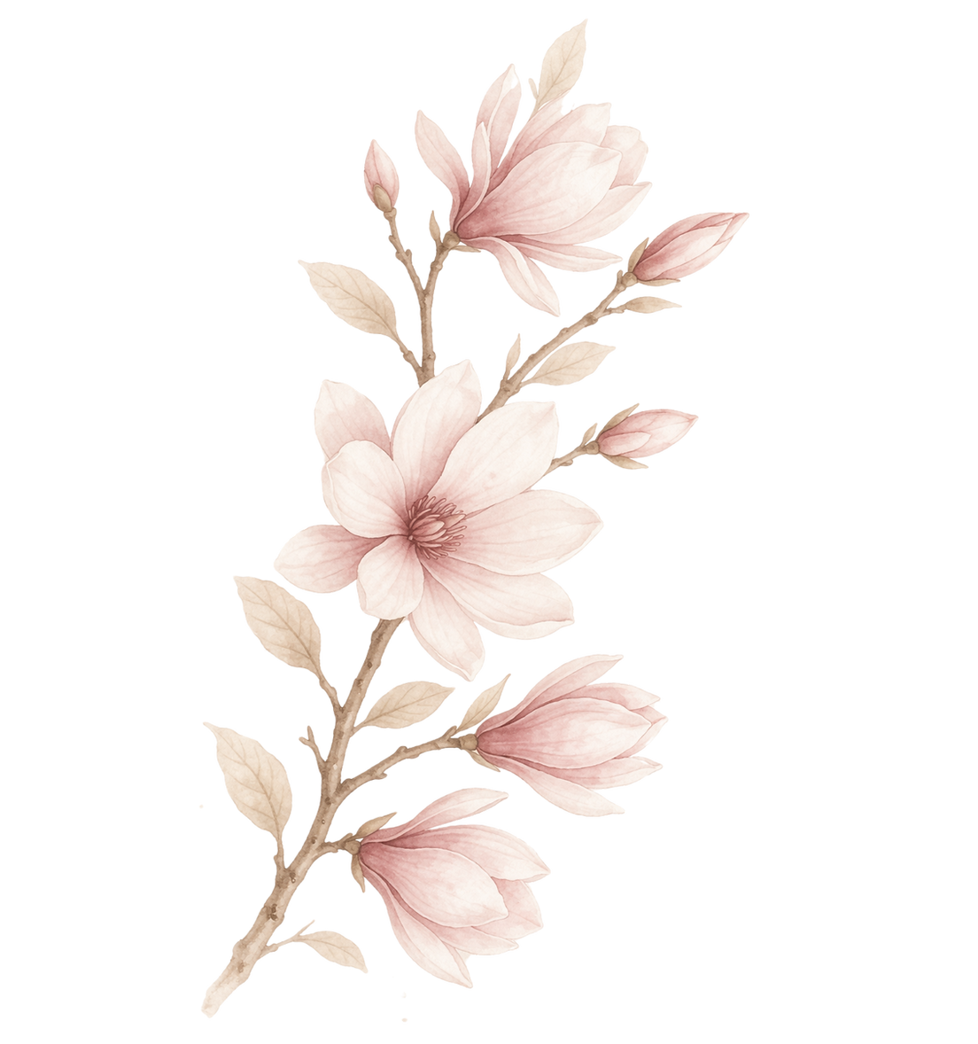 Magnolien Pflanzenelement