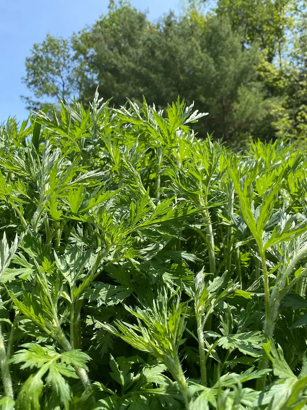 Thumbnail: Mugwort Tincture