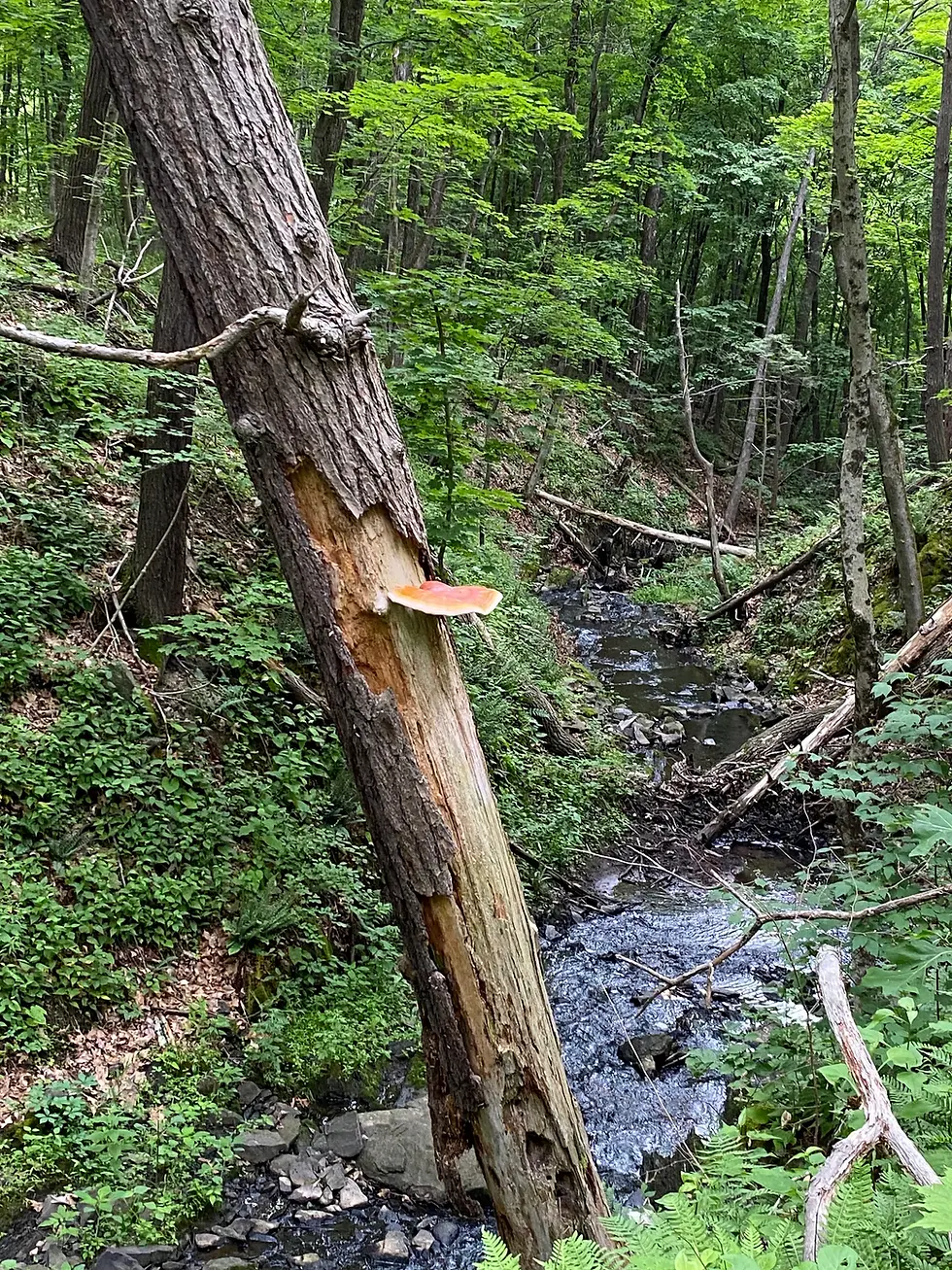 Thumbnail: Reishi Mushroom Tincture