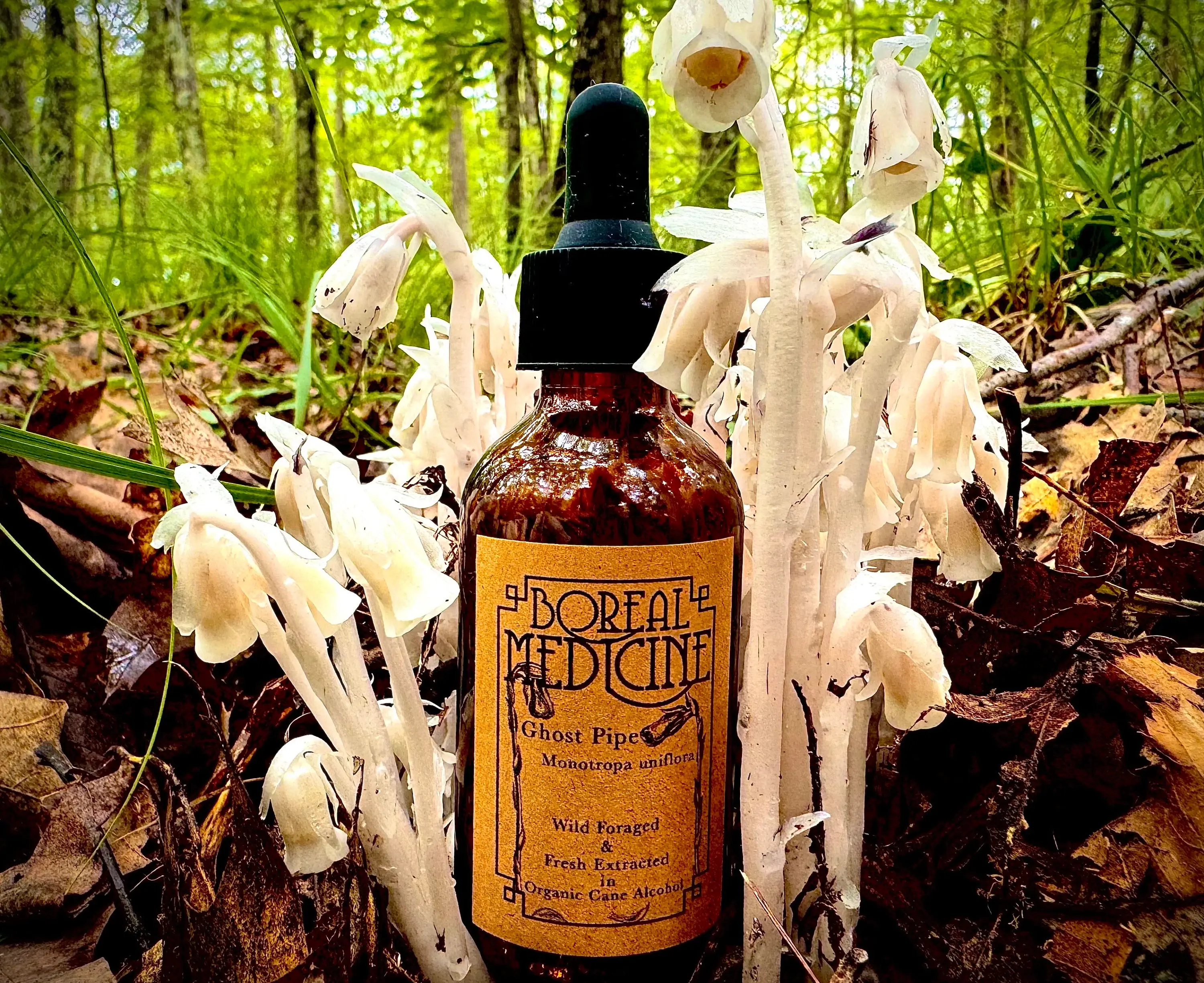 Ghost Pipe Tincture