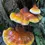 Thumbnail: Reishi Mushroom Tincture
