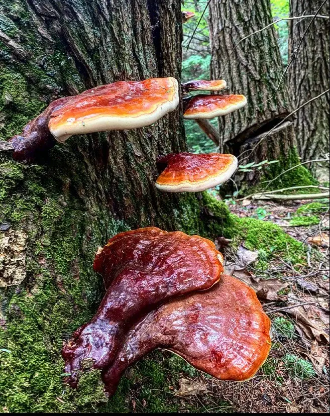 Thumbnail: Reishi Mushroom Tincture