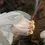 Thumbnail: Ghost Pipe Tincture