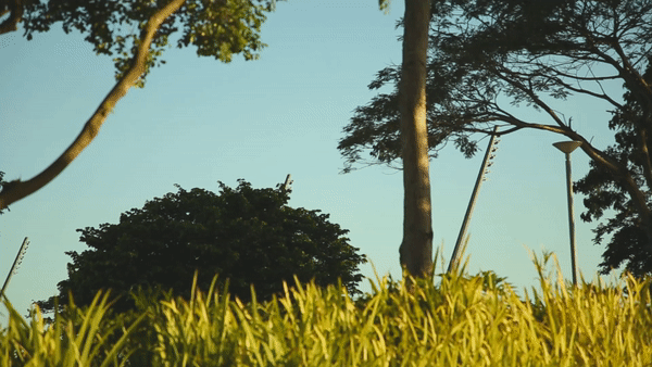 6.gif