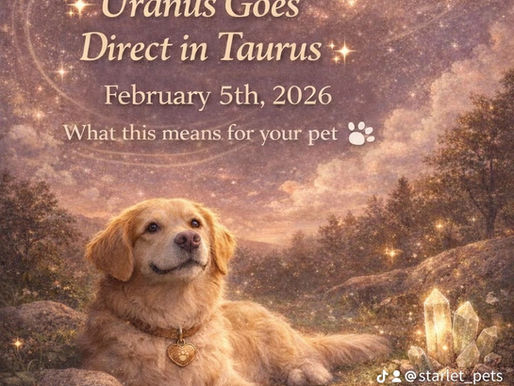 Uranus Goes Direct in Taurus February 5th, 2026 – What This Means for Your Pet