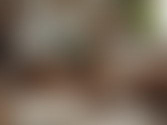 Eye-level view of a dog sitting attentively during a training session in a cozy living room