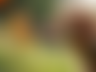 Eye-level view of a curious dog looking at a fluttering butterfly in a garden