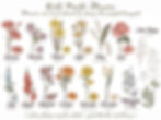 Thumbnail: Birth Month Flowers chart: hand-drawn bouquets for each month.