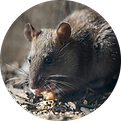At Inner West Pest Control we exterminate mice and rats