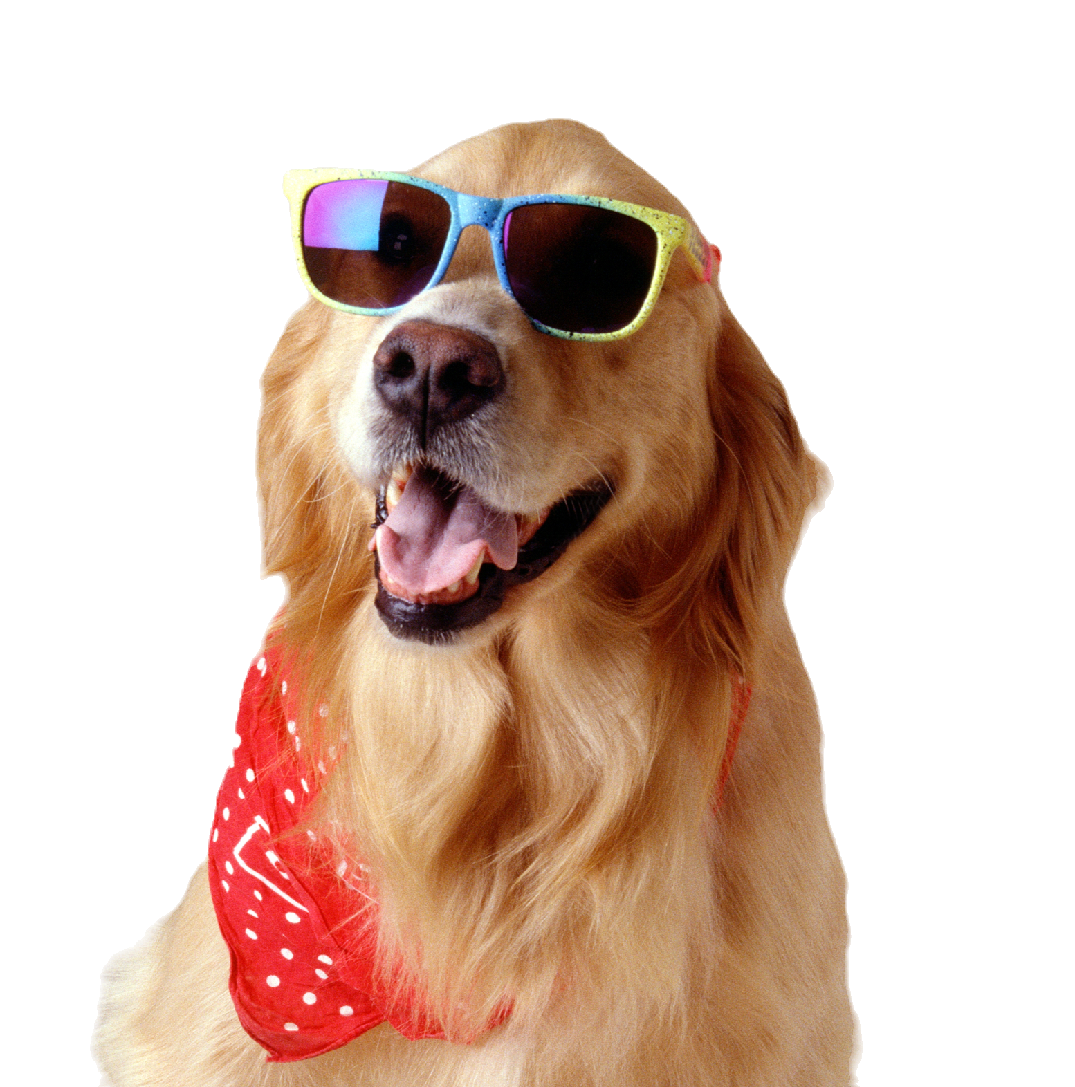 Large dog wash and dry service at Bubble Chick