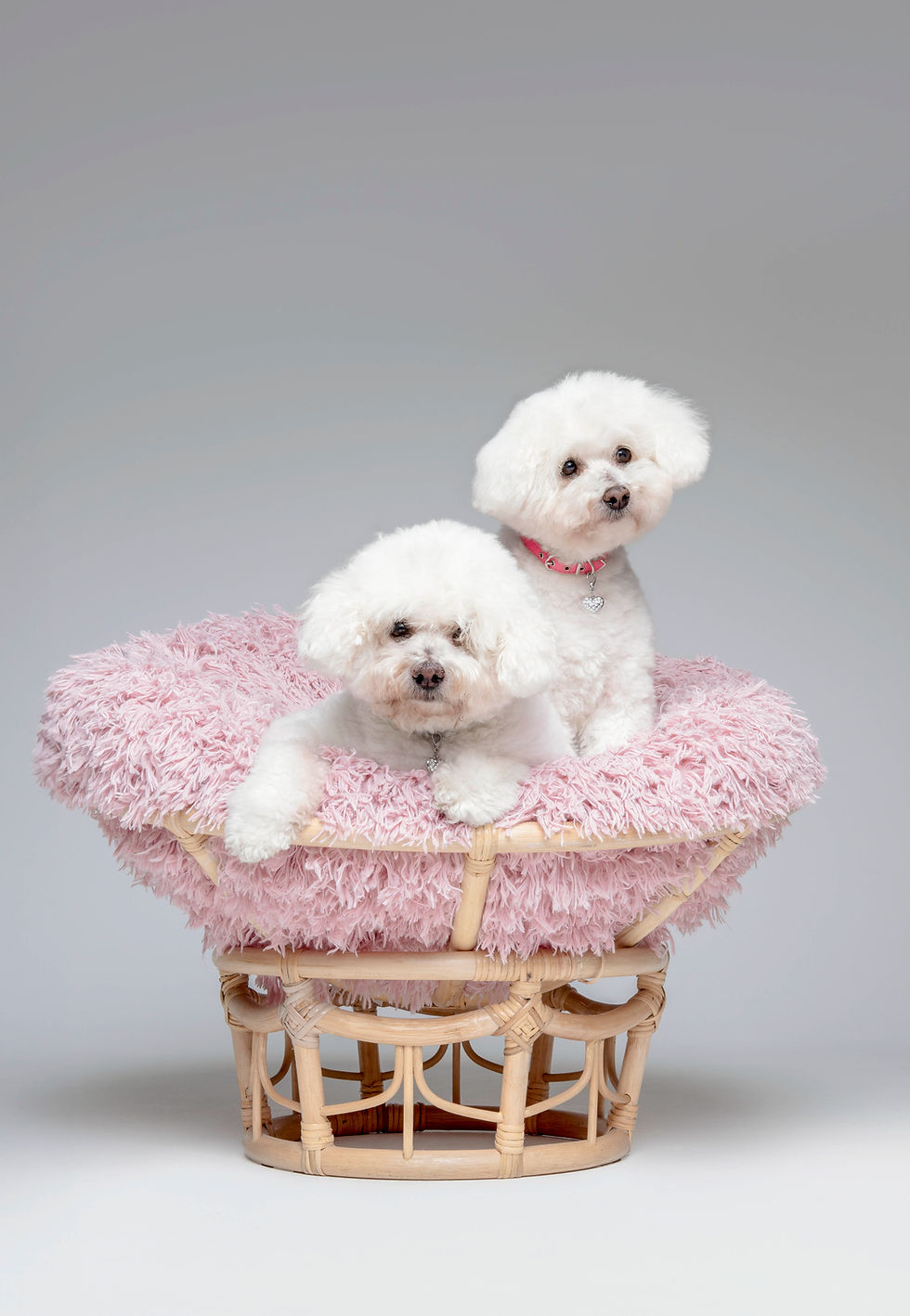 Adorable MM Photos pet photography captured in Sydney.