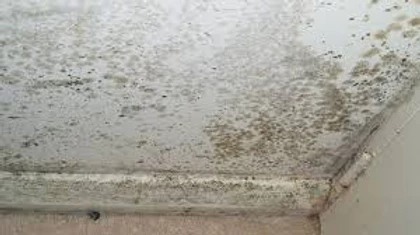 Xspor Australia can remove mould from your home.