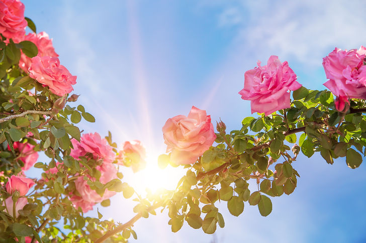rose-garden-sky.jpg