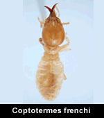Coptotermes frenchi