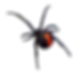 Red Back Spider