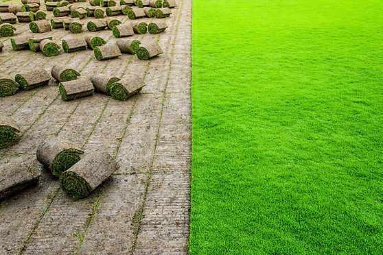 Turf