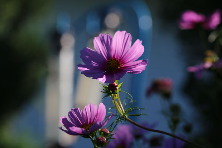 close-up-pink-cosmos-flower.jpg