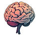 Brain
