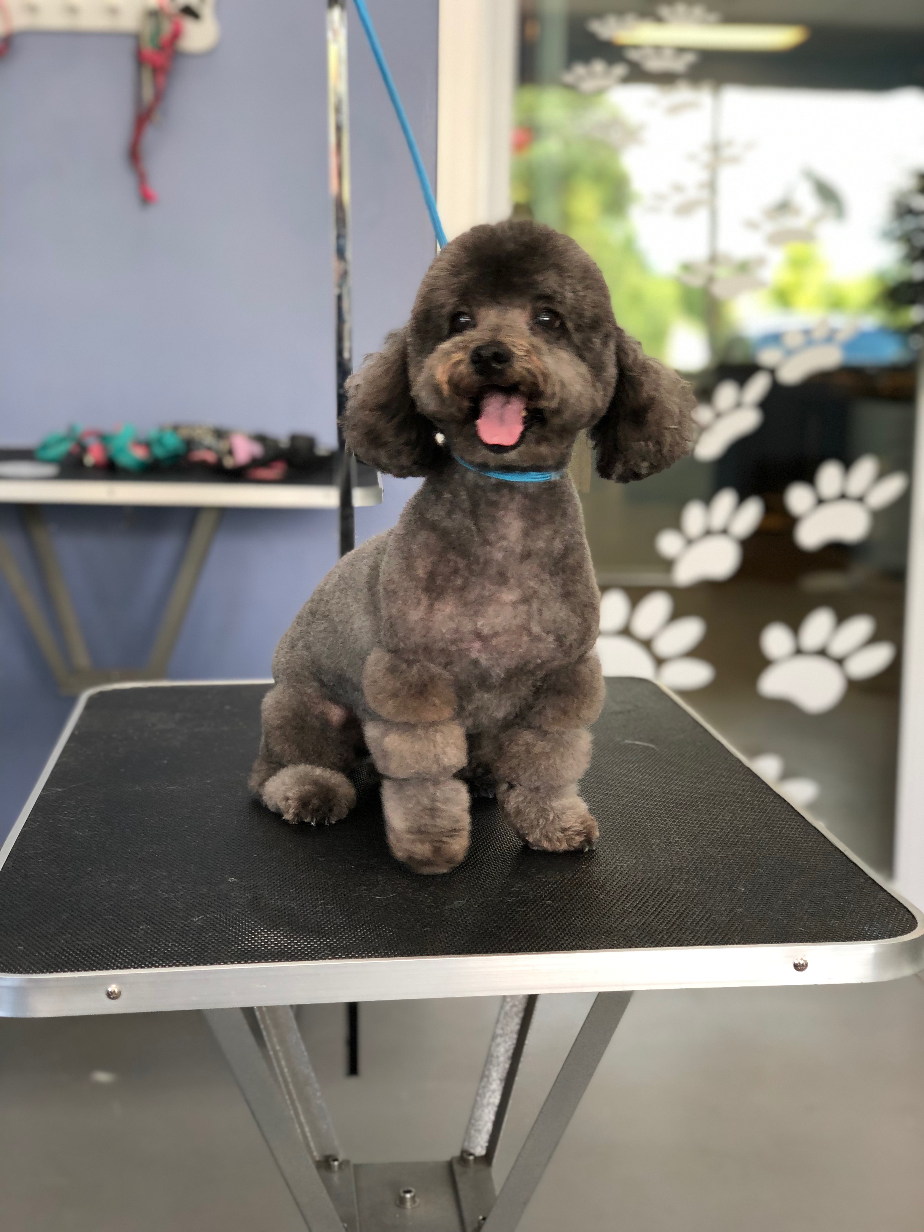 Epic Pets Salon