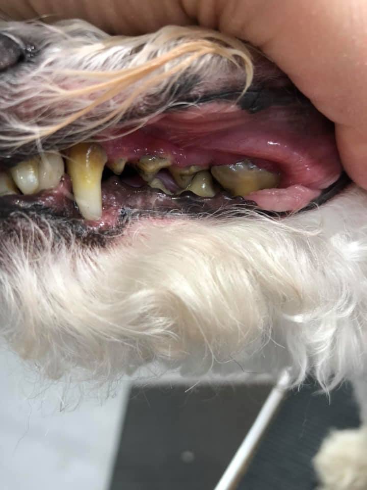 Epic Pets Salon