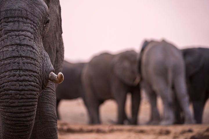 Elephant Header.jpeg