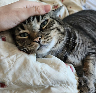 M&M Petcare Dog & Cat Drop-In Visits in SW Portland, Lake Oswego and Tigard, OR