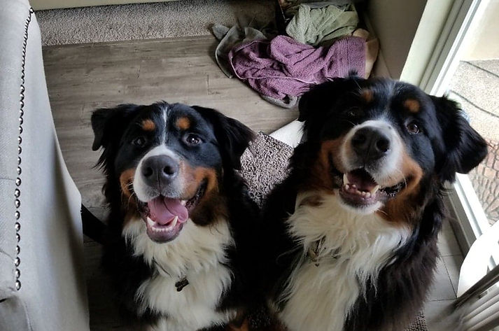 m&m petcare dogs smiling drop-in.jpeg