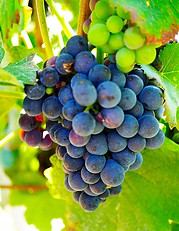 grapes-7375445_640.jpg