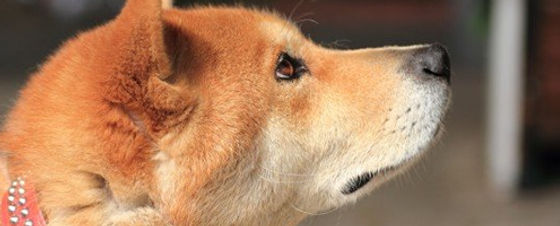 パークサイド動物病院 犬のワクチン Parkside パークサイド動物病院 犬のワクチン Parkside