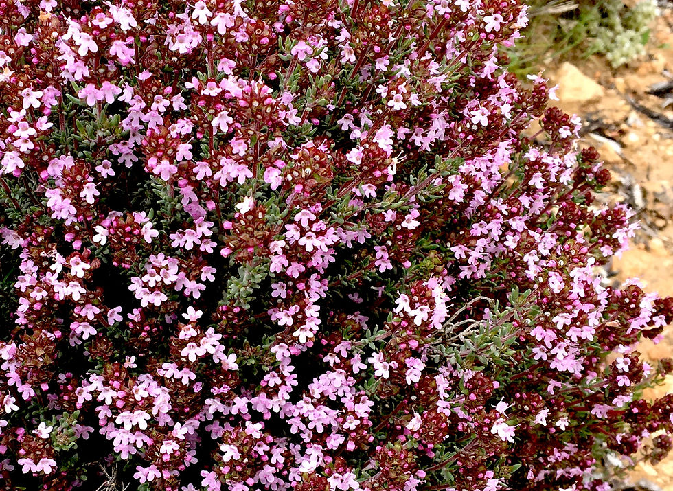 Verbena bonariensis