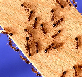 Untitled design (5).png