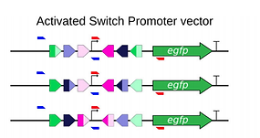 integrases, genetic switch