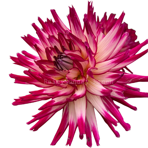 Hollyhill Starburst Dahlia Tuber | rainysundayranch