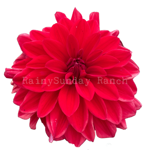 Patricia Ann&rsquo;s Sunset Dahlia Tuber | rainysundayranch