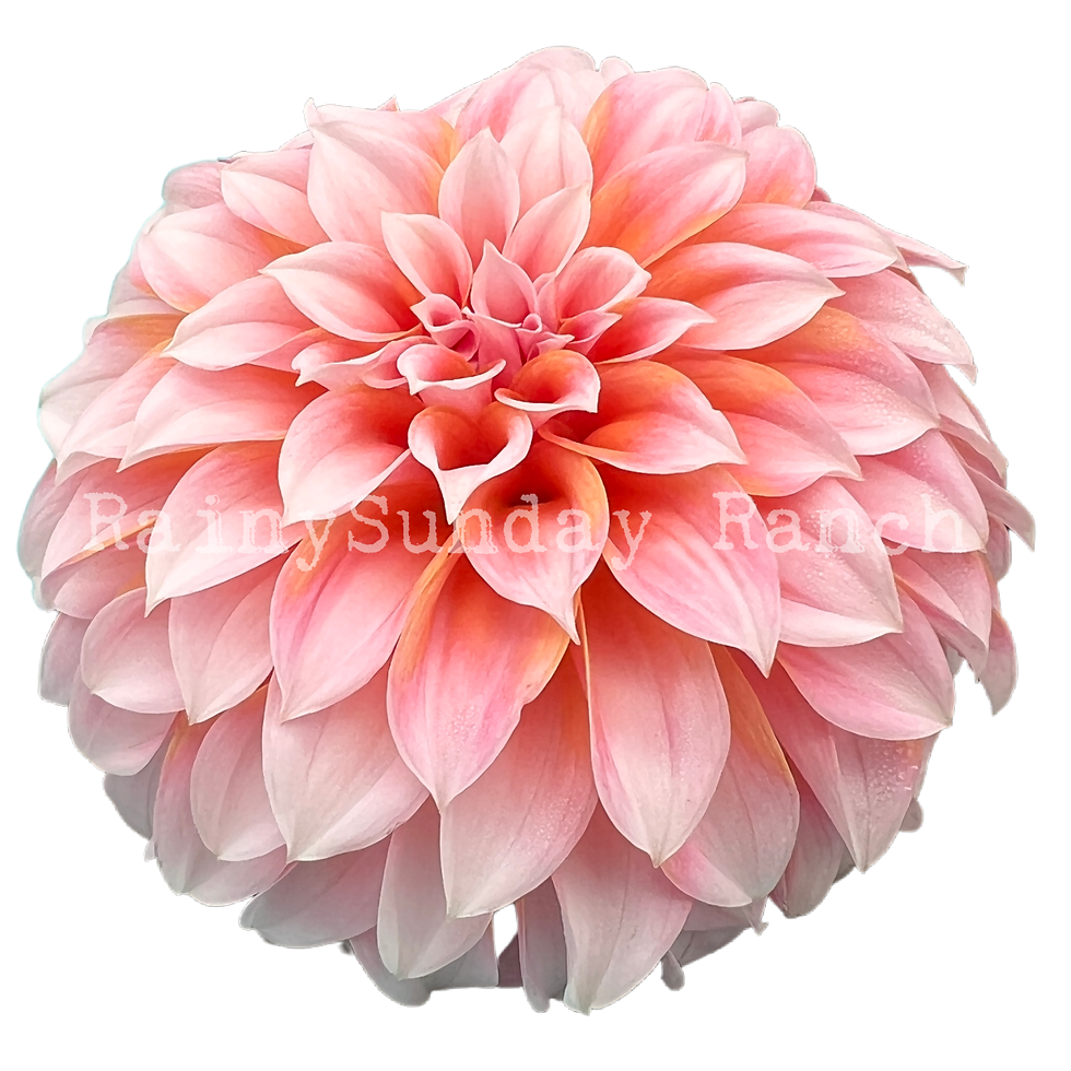 Peaches N Cream Dahlia Tuber rainysundayranch