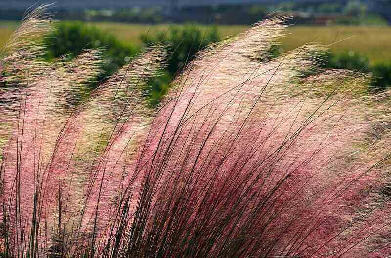 pink-muhlygrass.jpg